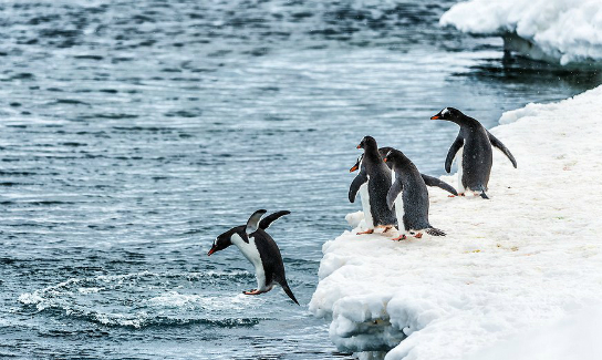 אנטארקטיקה. פינגווינים בחוף